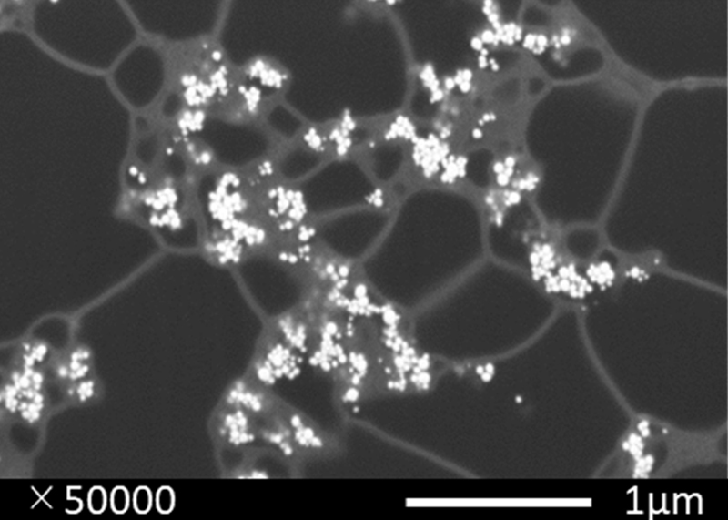 図2　熱硬化した導電性接着剤の走査電子顕微鏡像。白く見えるのが銀フィラー、グレーのひものような部分はPnBAに富む相、黒く見えるのはエポキシリッチ相（エポキシとBCPの両端のPMMAが主成分）。古野すずほか、In-situ Ag フィラー/エポキシ/ブロックコポリマー導電接着剤のナノ構造、日本接着学会誌Vol.58、No.10、pp.331-341 (2022)より