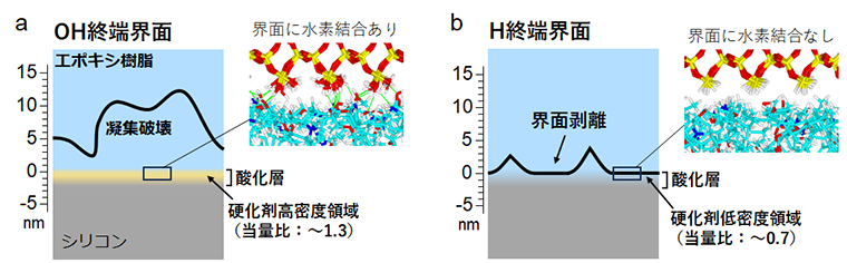図3 (a) 親水性の界面と (b) 疎水性の界面の接着界面近くの構造およびエポキシ樹脂剥離時の破壊面の模式図。